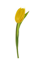 spring tulip flower isolated without shadow clipping path