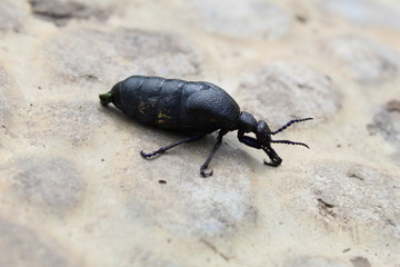 On a rocky path sits an insect - a bug (lat.micromeloe).