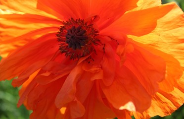 closeup of red flower