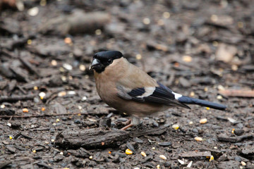 bull finch