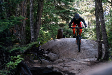 mountain biker in the forest