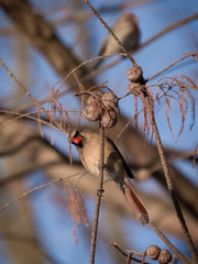 Female Eastern Cardinal in Branches Watching Camera