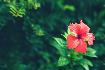 Fresh tropical green leaves and red hibiscus flower background. Natural lush greenery texture. Exotic green tropic forest. Abstract summer backdrop. - obrazy, fototapety, plakaty