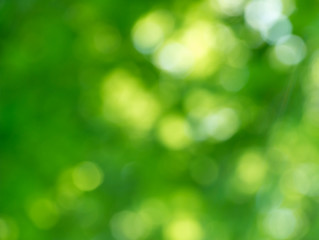 Plakat Green bokeh background from nature forest out of focus