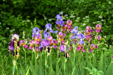 colorful irises in the garden at spring time