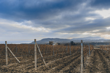 Obraz premium Vineyards