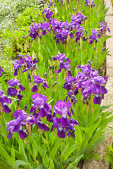 Purple irises in the garden in spring sunny day. Gardening flowers