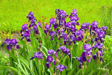 Purple irises in the garden in spring sunny day. Gardening flowers