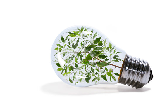 Concept of renewable energy. Light bulb with houseplant inside on white isolated background. Image