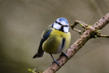 Fototapeta premium bluetit