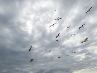 Beautiful show! Two types of seagulls in flight, in cloudy skies, before summer storms, Larus dominicanus, and Frigate magnificens fish and fly before thunderstorms...I