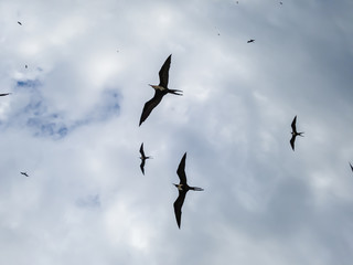 Beautiful show! Two types of seagulls in flight, in cloudy skies, before summer storms, Larus...