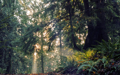 sun shining through trees