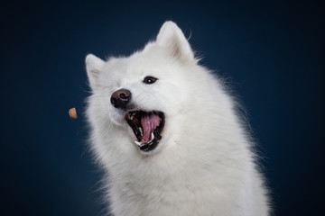 Samoyed dog on blue background Catching food