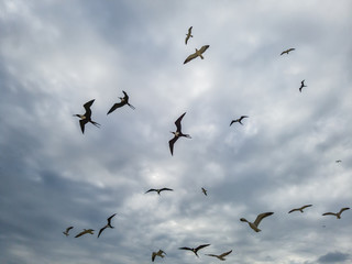 Beautiful show! Two types of seagulls in flight, in cloudy skies, before summer storms, Larus...
