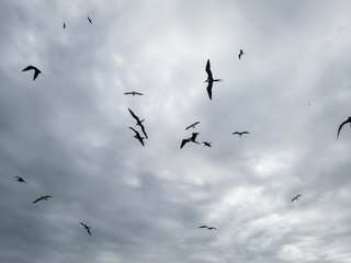 Beautiful show! Two types of seagulls in flight, in cloudy skies, before summer storms, Larus dominicanus, and Frigate magnificens fish and fly before thunderstorms...I