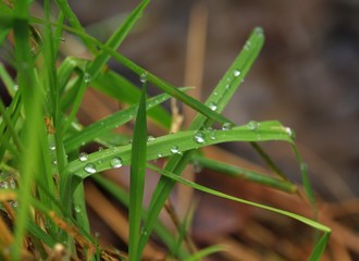 water on blade of grass