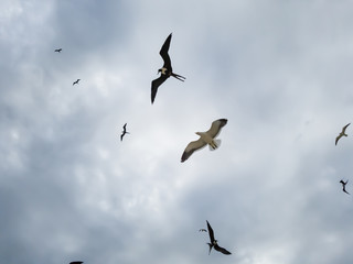 Beautiful show! Two types of seagulls in flight, in cloudy skies, before summer storms, Larus dominicanus, and Frigate magnificens fish and fly before thunderstorms...I