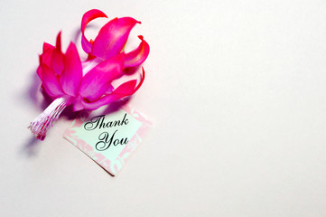 Schlumberger flower on a pink background with the words thank you with copy space. Greeting card. Mother's Day or Valentine's Day