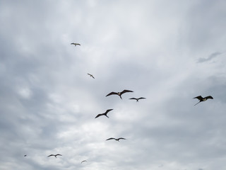 Beautiful show! Two types of seagulls in flight, in cloudy skies, before summer storms, Larus dominicanus, and Frigate magnificens fish and fly before thunderstorms...I