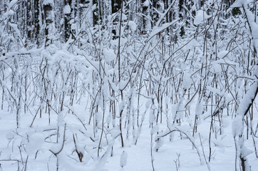 Winter snow covered trees background