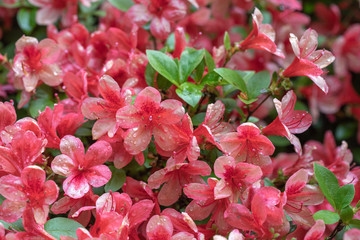 'Desert Pink' Azalea Flowers with Waterdrops