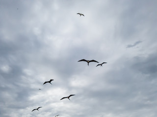 Beautiful show! Two types of seagulls in flight, in cloudy skies, before summer storms, Larus dominicanus, and Frigate magnificens fish and fly before thunderstorms...I