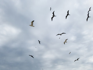 Beautiful show! Two types of seagulls in flight, in cloudy skies, before summer storms, Larus dominicanus, and Frigate magnificens fish and fly before thunderstorms...I