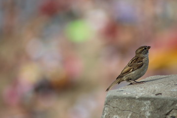 sparrow on a branch
