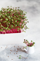 radish microgreens - green leaves and purple stems. Sprouting Microgreens. Seed Germination at home. Vegan and healthy eating concept. Sprouted Radish Seeds, Micro greens. Growing sprouts.