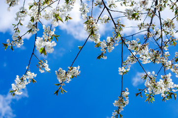 Cherry branch with beautiful background