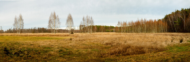 Fototapeta premium Panoramic view of forest edge with mostly young birch trees. Gray day of December in Zatory, Poland, Europe.