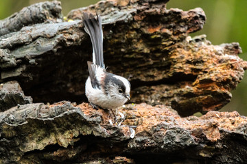 long tailed tit