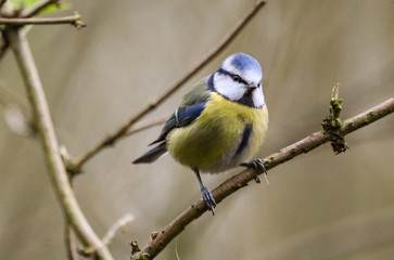 bluetit