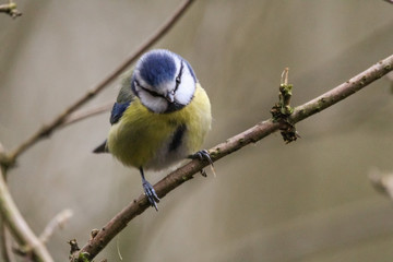 bluetit