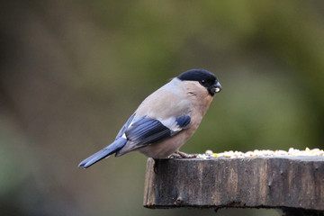 bull finch