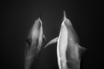 Black and white photo of a wild Dolphins, Australia