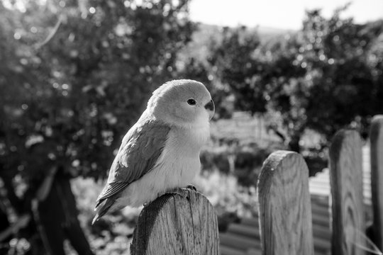 P&aacute;jaro Agapornis azul sobre valla con fondo de arboles