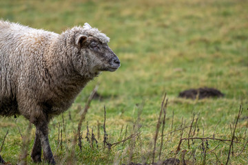on a green meadow stands a sheep and eats grass