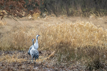 Obraz na płótnie Canvas two cranes are standing in a field looking for food