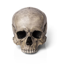 Human skull, isolated on white background