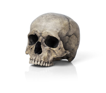 Human skull, isolated on white background