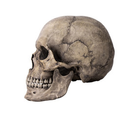 Human skull, isolated on white background