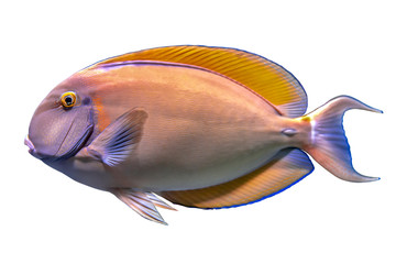 Tropical coral fish Surgeon fish isolated on white background 