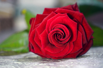 red rose on a gray wooden background