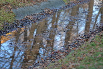 Water surface of a dried up small stream with reflection of a tree