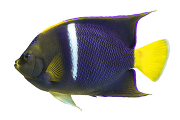 Tropical coral fish King Angelfish (Holocanthus passer) isolated on white background