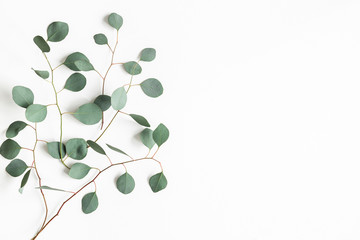 Eucalyptus leaves on white background. Frame made of eucalyptus branches. Flat lay, top view, copy space