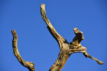 Human form dead tree, U.K. A twisting knarled branch in Winter sun.