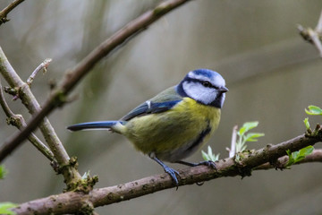 bluetit
